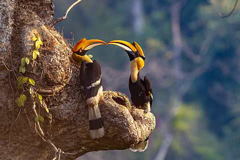 A pair of great hornbills